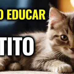 Cómo educar a un gato: métodos efectivos para un comportamiento ideal