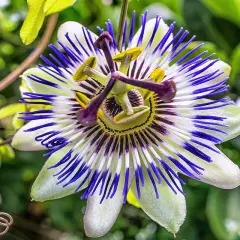 Passiflora in vaso, un fiore esotico con petali bianchi e striature blu intenso, che si apre in un giardino rigoglioso.