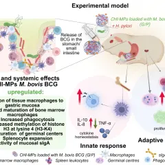 Schemat przedstawia model doświadczalny, gdzie CHI-MP z M. bovis BCG i H. pylori podano doustnie, wywołując lokalne i systemowe efekty, w tym proliferację komórek i odpowiedź immunologiczną.