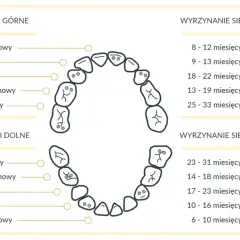 Ile zębów ma człowiek? Od mlecznych do stałych poznaj fakty