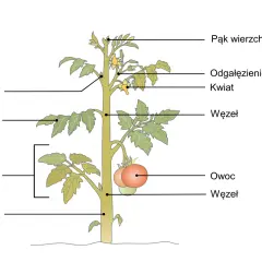 Schemat rośliny pomidora z zaznaczonymi częściami: łodyga, liście, pąki, kwiaty, owoce i międzywęźla.