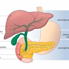 Anatomia dróg żółciowych i trzustki. Ilustracja przedstawia wątrobę, pęcherzyk żółciowy, przewody żółciowe i dwunastnicę, kluczowe dla zrozumienia zapalenia dróg żółciowych.