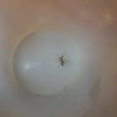 En vit spindel inomhus sitter på en rund, vit yta. En ljusreflektion syns till vänster.