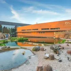 Wrocławskie oceanarium, gdzie pingwiny spacerują po kamieniach. Sprawdź oceanarium wrocław cennik przed wizytą!