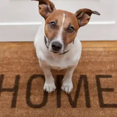 Uroczy pies z rodziny zastępczej siedzi na wycieraczce z napisem "HOME", czekając na swoich nowych opiekunów.