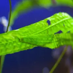 Feuille verte d'une plante aquatique, bulles d'oxygène flottant. Une question se pose : combien de plantes oxygénantes dans un bassin pour un équilibre parfait ?
