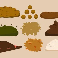 Illustration av olika typer av bajs, från ljust till mörkt. En del ser ut som klumpar, andra som en smet.