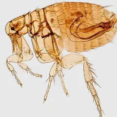 Cómo se reproducen las pulgas y cómo evitar infestaciones en casa