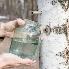 Zbieranie soku z brzozy do słoika. Kapiąca woda z rurki w pniu brzozy trafia do naczynia, co jest kluczowe dla jego przechowywania.