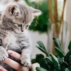 A fluffy kitten looks curiously at a potted spinach plant, prompting the question: can cats eat spinach?