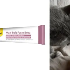 Gato gris lamiendo pasta de malta Gim Cat. Esta malta para gatos sirve para ayudar a la expulsión de bolas de pelo.