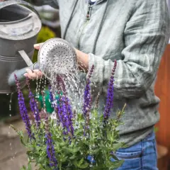 Frau gießt bienenfreundliche Balkonpflanzen mit lila Blüten.