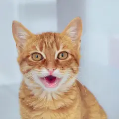 Un chat roux aux grands yeux ouverts, la bouche entrouverte, semble respirer vite. Son ventre est visible, suggérant peut-être de l'excitation ou de la chaleur.