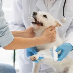 Un vétérinaire bandage la patte d'un chien blanc, surveillant le temps de consolidation de sa fracture.