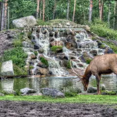 Ein Hirsch trinkt am Wasserfall im Tierpark Remscheid.
