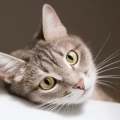Ce chat tigré aux yeux verts semble bouder. Il boude peut-être parce que mon chat ne mange plus ses croquettes.