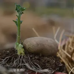 En potatis i pallkrage med en grodd som sträcker sig mot ljuset och ett nätverk av rötter som förankrar den i jorden.