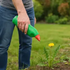 Mężczyzna w dżinsach trzyma zieloną butelkę z czerwoną końcówką, gotowy do użycia środka co na chwasty, celując w pojedynczy, żółty dmuchawiec.