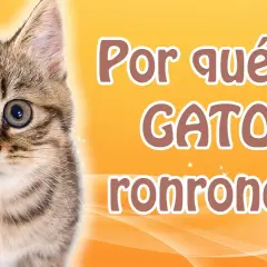 Por qué los gatos ronronean cuando los acaricias y qué significa