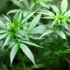 Piante di cannabis autofiorenti in crescita, perfette per il clima freddo. Le foglie verdi brillano sotto la luce.