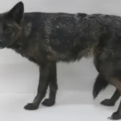 A brindle dog stands alert, its fur a mix of dark and lighter streaks. This canine, like all dogs, has 78 chromosomes.