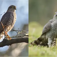 Zwei Greifvögel: links ein Sperber auf einem Ast, rechts ein Habicht im Gras.