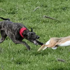 Un perro sabueso de pelaje atigrado persigue a un conejo en un campo verde.