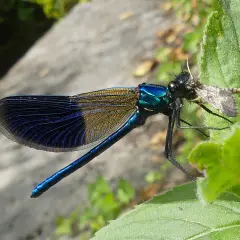 Eine schillernde schwarze Libelle mit blauen Flügeln fängt eine kleine Beute auf einem grünen Blatt.