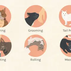 Illustrations show cats purring, grooming, tail posture, bunting, rolling, and meowing, helping you understand if your cat loves you.
