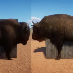 Comparación de un bisonte americano (izquierda) y un bisonte europeo (derecha), mostrando sus diferencias físicas.