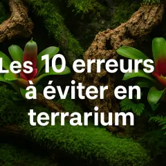 Les 10 erreurs à éviter en terrarium : découvrez quoi mettre dans un terrarium pour un écosystème florissant.