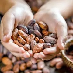 Mani che raccolgono fave di cacao, pronte per gustose ricette. Sullo sfondo, un mortaio e una ciotola con cacao in polvere.