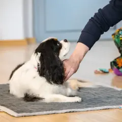 Cavalier King Charles Spaniel leży na macie, a jego opiekun delikatnie głaszcze go po głowie, stosując techniki Tellington Ttouch.