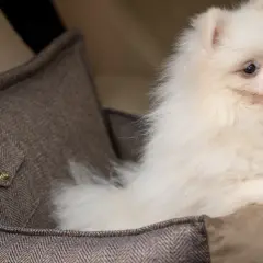 Pomeranian: Sierść czy włosy? Poznaj prawdę i sekret pielęgnacji