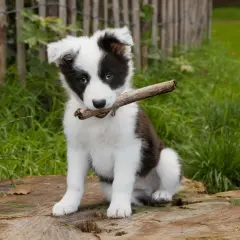 Jak karmić szczeniaka border collie? Dieta i porcje od A do Z