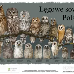 Ilustracja przedstawia różne gatunki sów występujących w Polsce, od puchacza po sóweczkę.