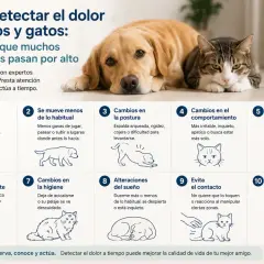 Perros y gatos muestran signos de dolor sutiles: cambios en apetito, postura, comportamiento, etc. ¡Observa a tu mascota!