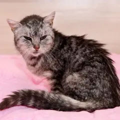Eine alte Katze, die knochig wirkt, sitzt auf einer rosafarbenen Decke. Ihr Fell ist grau getigert und wirkt etwas struppig.