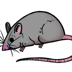 Un tierno ratoncito perez dibujo, con su nariz rosa y cola larga, listo para recoger dientes.