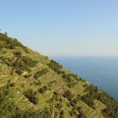 Terrazzamenti Liguria scolpiti nella roccia, vigneti a picco sul mare blu, un paesaggio mozzafiato.