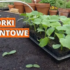 Jak uprawiać ogórki? Kompletny przewodnik krok po kroku