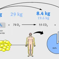 Schemat pokazuje, kiedy organizm spala tłuszcz, a kiedy mięśnie. 10 kg tłuszczu to 8.4 kg CO2 i 1.6 kg H2O.