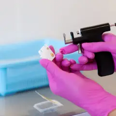 Ręce w różowych rękawiczkach trzymają pistolet do przekłuwania uszu i kolczyk.