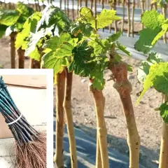 Barbatelle di vite pronte per il trapianto, con radici e germogli verdi. Un fascio di barbatelle cosa sono: giovani piante di vite.