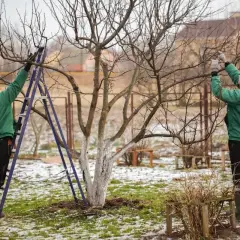 Dwie osoby przycinają drzewo, przygotowując je do wiosny. To idealny czas, kiedy przycinać czereśnie, by zapewnić obfite plony.