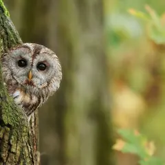Ein neugieriger Kautz tier lugt hinter einem moosbewachsenen Baum hervor. Seine großen, dunklen Augen blicken aufmerksam in die Ferne.