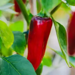 En röd chilipeppar hänger på en gren bland gröna blad. En av många chili sorter som växer i trädgården.