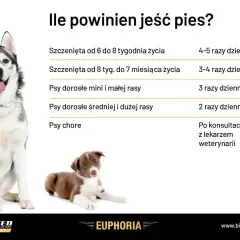 Ile razy dziennie karmić psa? Tabela podpowiada: szczenięta 4-5 razy, dorosłe 2-3 razy, chore po konsultacji z weterynarzem.