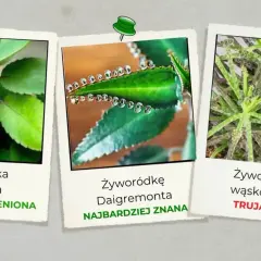 Trzy zdjęcia żyworódki: pierzastej, Daigremonta i wąskolistnej.