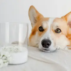 Un corgi curioso mira un vaso de leche, demostrando que los perros pueden beber leche.